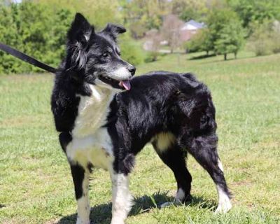 Vanessa - Border Collie Female Dog for Adoption