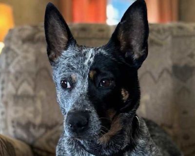 Bella - Australian Cattle Dog/Blue Heeler Mix Female Dog for Adoption