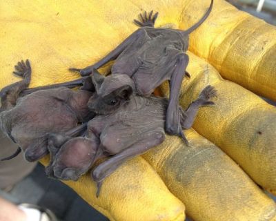 Bat Removal Services Atlanta