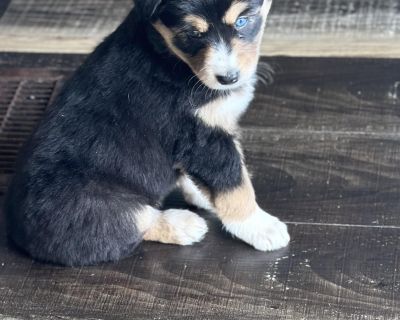 Cassie - Australian Shepherd & Siberian Husky Mix Female Puppy for Adoption