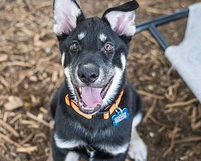 Presto - Shepherd (Unknown Type)/Husky Mix Male Puppy for Adoption