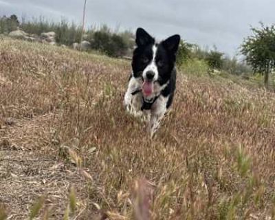 Marceline - Australian Shepherd/Border Collie Mix Female Dog for Adoption