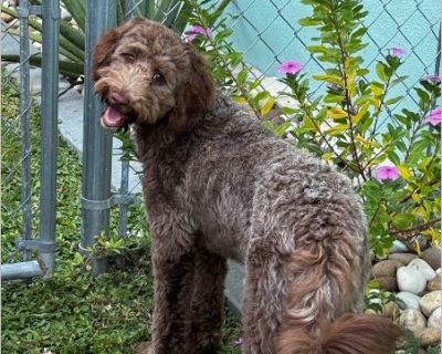 Meet Lilly! She's a 6 month old Aussiedoodle with a sweet, playful personality. Lilly loves snuggles and playtime with other dogs.She's healthy, vaccinated, and sleeps all night in her crate. She is young and beautiful and has a huge heart. She deserves the best. She is a great dog park girl, loves those long walks. She came to us with her sisters also up for adoption (photo attached). Aussiedo...