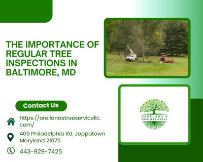 The Importance of Regular Tree Inspections in Baltimore, MD