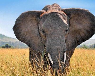 African Safari Tours