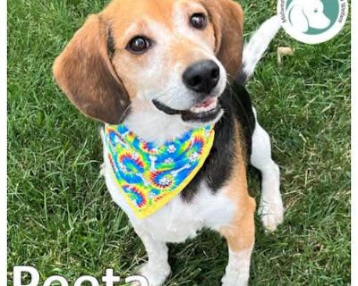 Peeta - Beagle Male Dog for Adoption