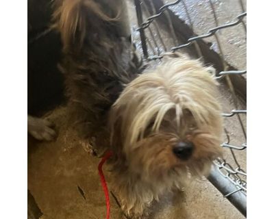 Oliver - Yorkie, Yorkshire Terrier Male Dog for Adoption