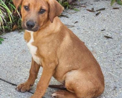 Child. Brown/chocolate. Hair: short. Adoption process Our adoption center is located at 575 Woodland Avenue in Madison, New Jersey. We are open for adoption on a walk-in basis daily 1:30-6 pm (Thursdays 3-6 pm). If you arrive after 5:30, there is a possibility we may not be able to complete an adoption that day. Please note that we cannot put animals on hold. For more details on our adoption pr...