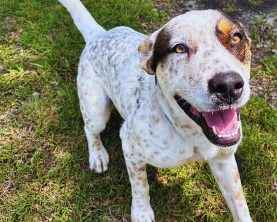 Zara - Australian Cattle Dog / Blue Heeler & Cattle Dog Mix Female Dog for Adoption