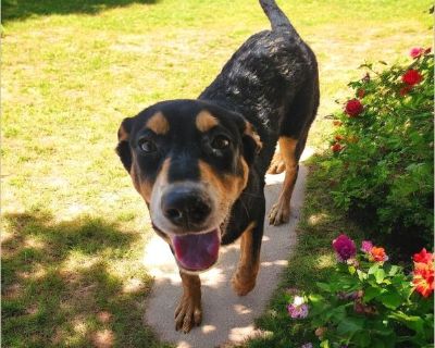 SHORTY - Male Puppy German Shepherd mix for Adoption