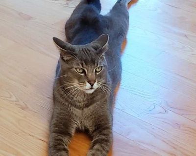 Adult. Gray, blue or silver tabby. Hair: short. Ollie is a big (15-pounds!) affectionate, playful boy who loves both playtime and cuddle time just as long as he s with his people. He enjoys chasing toys, lounging on the couch, and climbing high places, so you ll want to keep an eye on your shelves! This chatty guy isn t shy about letting you know when he wants attention or snacks. Once he settl...