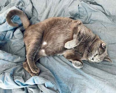 This lovely 8-year-old cat came to us for temporary foster care, but her owner has since moved far away. From the very first 15 minutes, she began making friendly contact and quickly showed her gentle nature. She s an affectionate and intelligent cat who understands the rules of the house and forms a special bond with each person. With calm people, she loves to lie down and nap nearby; with noi...