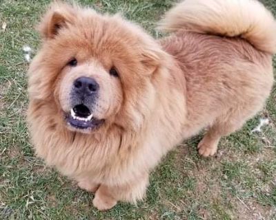 Chow Chow Puppies