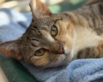 Wacky Cathy - Domestic Shorthair Female Cat for Adoption