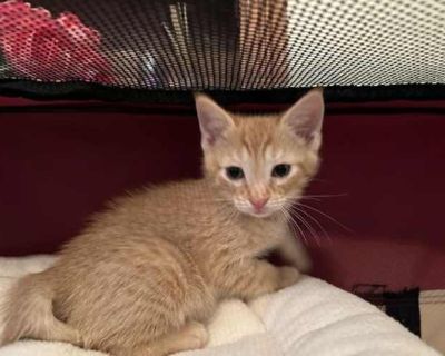 Ginger - Domestic Shorthair Male Cat for Adoption