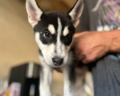 Meet Kaya ! Kaya is full of personality and always ready to share her love. She s friendly, outgoing, and loves being the center of attention. Whether it s snuggling up on the couch or playing fetch, she s always excited to be by your side. This little adventurer is curious and loves to explore, so she ll need a family who s ready to provide her with lots of playtime, training, and mental stimu...