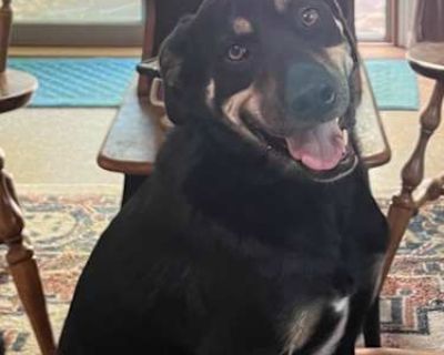 Francis - German Shepherd Dog Male Dog for Adoption