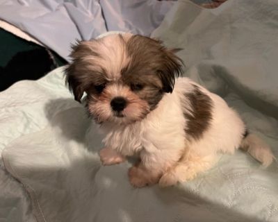 Shih tzu maltese store for sale craigslist