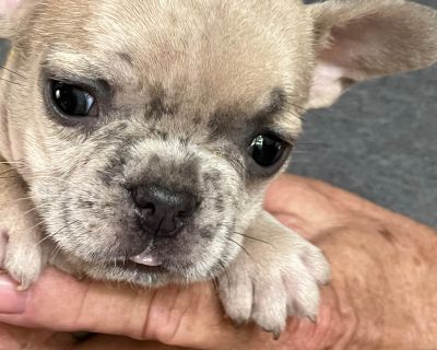 5 Male and 3 Female French Bulldog Puppies for Sale