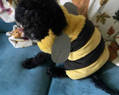 Oodles of Poodles! Eight darling Poodle puppies are ready to find their forever families! Meet Porsche! This lovely lass is learning the ropes with her awesome foster mamma, Laci. She is working on skills like crate training, leash walking, socializing with strangers and more. Photographing a black dog is about as cooperative as it gets. So you must meet this gorgeous little lamb, with her cute...