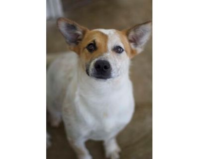 Journi - Australian Cattle Dog/Mixed Breed (Medium) Mix Male Puppy for Adoption