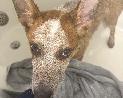 Copper - Australian Cattle Dog / Blue Heeler Male Puppy for Adoption