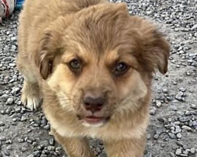 Sammy (Liter 332 P1) - Chihuahua/Mixed Breed (Medium) Mix Female Puppy for Adoption