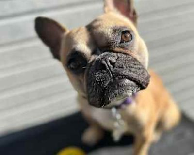Peaches - French Bulldog Female Dog for Adoption