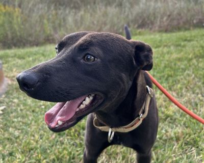 Axel - Chocolate Labrador Retriever Mix Male Dog for Adoption