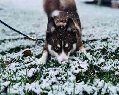 Taz - Pomsky Male Dog for Adoption