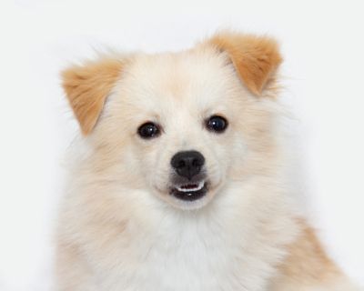 Primary Color: Cream Weight: 7lbs Age: 1yrs 6mths 0wks Animal has been Neutered. Health Vaccinations up to date, spayed / neutered.. Young Male Medium