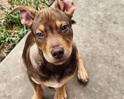 Toddy - American Staffordshire Terrier Mix Male Dog for Adoption