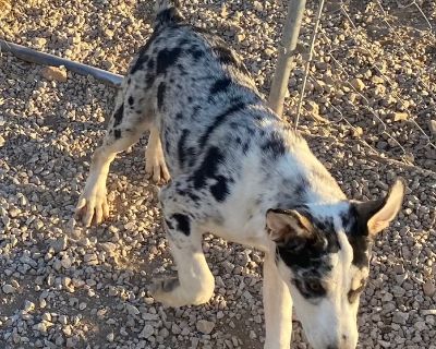 Boomer - Australian Shepherd & Shepherd Mix Male Dog for Adoption