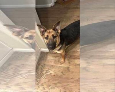 Jade - Female German Shepherd Dog for Adoption