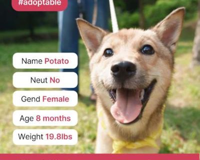 Potato (D) - Shiba Inu/Jindo Mix Female Puppy for Adoption