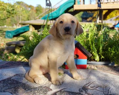 Lilac - 7 Weeks Female Yellow Labrador Retriever Puppy for Sale