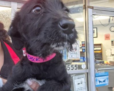 Characteristics Curious, Friendly, Playful Coat length Short Health Vaccinations up to date.. Puppy Female Medium Black