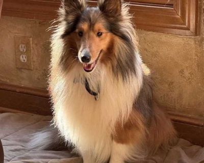 Young. Brown/chocolate - with black. To make the adoption process faster and easier, please visit www.almosthomeohio.org and complete our online application! Some dogs come to us with mysterious pasts, but their current behaviors give us a glimpse. For Rowan, those clues suggest his earlier days might not have been easy. The phrase used most often for him is afraid but not aggressive. Rowan is ...