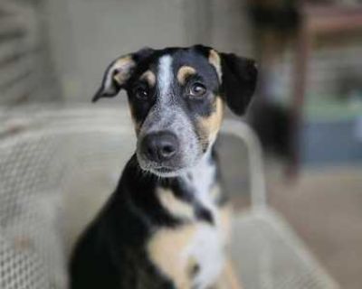 Hazel - Border Collie/Mixed Breed (Medium) Mix Female Puppy for Adoption