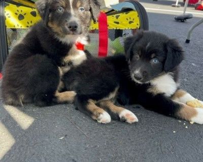 2 Female Australian Shepherd Puppies for Sale