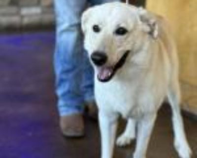 Biscuit Cookie - Labrador Retriever Mix Male Dog for Adoption