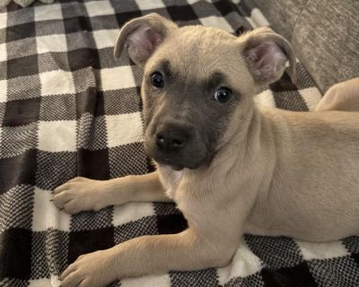 Meet Klinger! This adorable puppy is 2 months old and ready for a loving family! From foster: This is Klinger. Named because like the character on Mash instead of a big nose he has large ears. Klinger is my explorer. He loves to investigate everything in my yard - leaves, rocks, dirt - they all hold his interest. He is also a major chewer so keep chewy stuff handy - but easy to redirect! Most o...