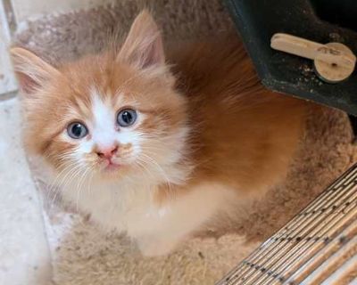 Sirius (Bonded to Comet) - Maine Coon Male Cat for Adoption