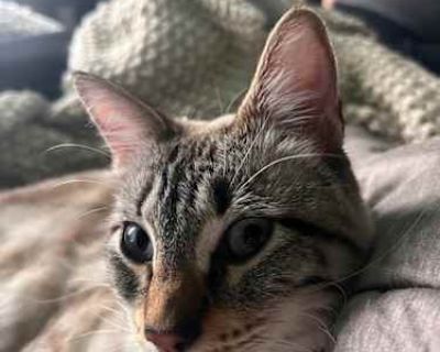 Lily - Tabby Female Cat for Adoption