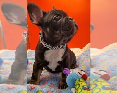 Leo - French Bulldog Male Puppy for Sale