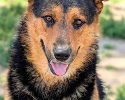 Riot - German Shepherd Dog/Australian Cattle Dog Mix Male Dog for Adoption
