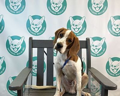 LARKIN 28 POUNDS - Beagle Male Dog for Adoption