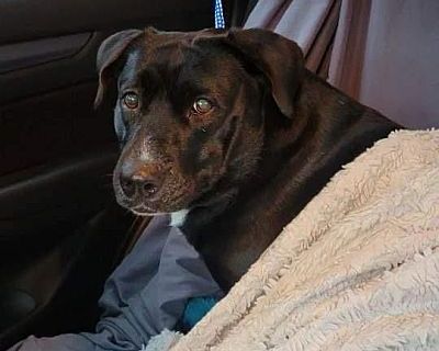 Percephone aka Psephy - Labrador Retriever Female Dog for Adoption