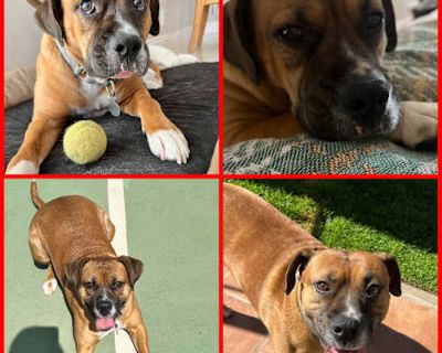 WINTER - Boxer/Beagle Mix Male Dog for Adoption