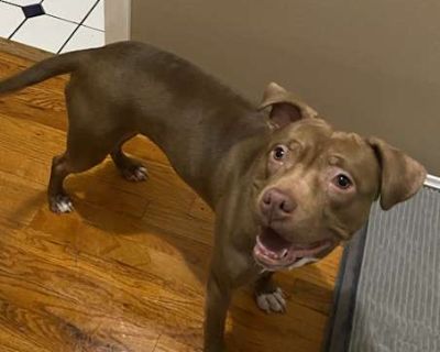Coco - Cane Corso/American Pit Bull Terrier Mix Female Dog for Adoption